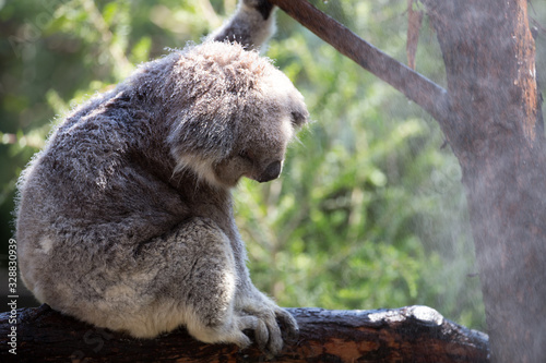 Photography Rescued Koala Resting