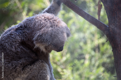 Canvas Print Rescued Koala Resting