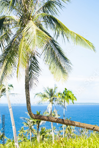 Stunning view of a bent palm tree in Corregidor Island. Corregidor Island Siargao  also known as Casolian Island  is a dreamy tropical island in the south of the Philippines.