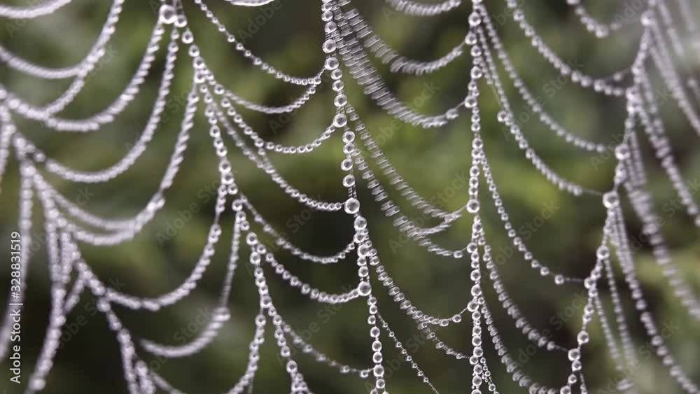 Close-up of dew drops on a spider web after rain, macro