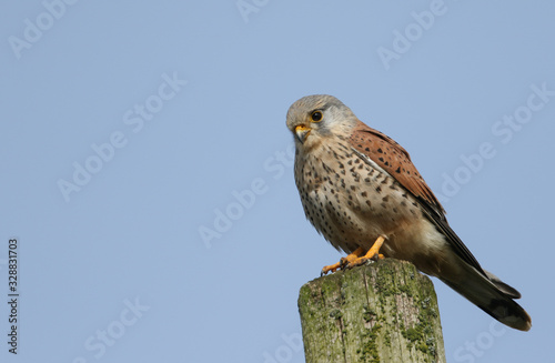 A stunning male Kestrel, Falco tinnunculus, perching on a wooden post in the UK.