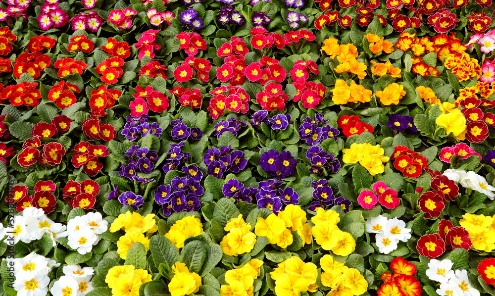 primroses flowers for sale at european Market in spring