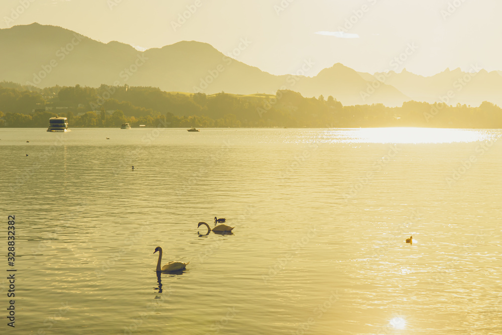 Silhouete white swan on Luzern lake with sightseeing vessel and mount Rigi background in Switzerland in summer and sunrise reflect