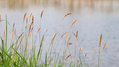 The grass flowers sway in the wind at the edge of the lake. photo