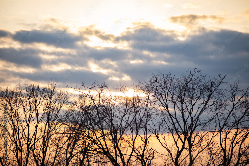 Silhouette of trees in the setting sun Silhouette of trees in the setting sun