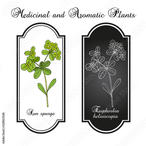 Sun or wart spurge Euphorbia helioscopia , medicinal plant