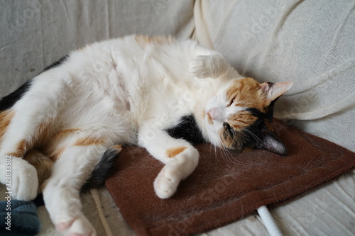 猫とのんびり過ごす休日