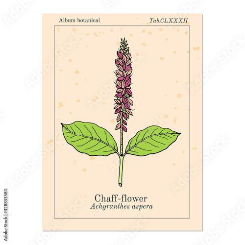 Chaff-flower achyranthes aspera , or prickly chaff flower, devil horsewhip, medicinal plant