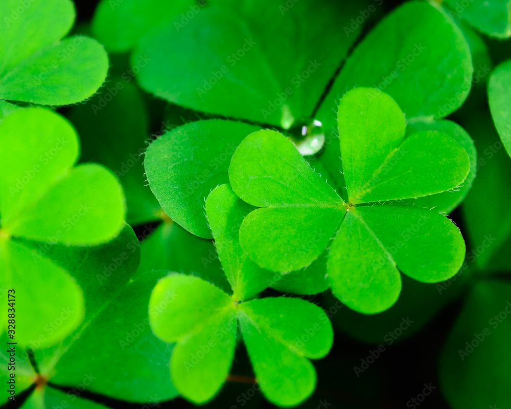 Background green three-leaved shamrock, St.patrick's day celebration holiday symbol Background green three-leaved shamrock, St.patrick's day celebration holiday symbol