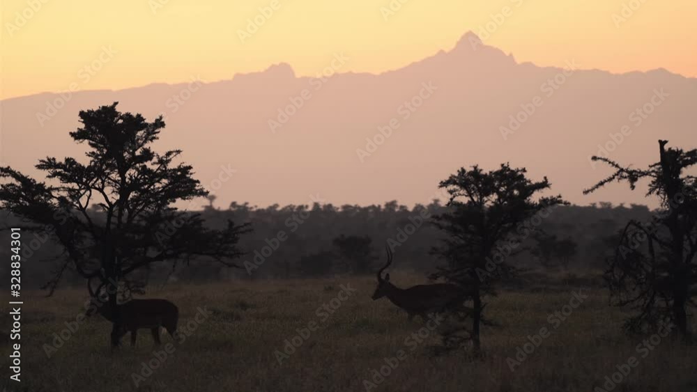 Impala walking in sunrise landscape with Mount Kenya backdrop Impala walking in sunrise landscape with Mount Kenya backdrop