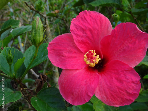 Hibiscus rosa-sinensis or is a genus of flowering plants in the mallow family, Malvaceae. It was a Malaysian national flower call Bunga Raya.