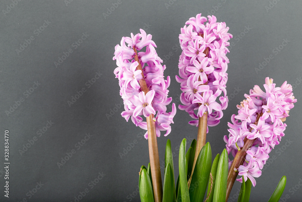 Pink geocinth flowers on a gray background. Pink geocinth flowers on a gray background.