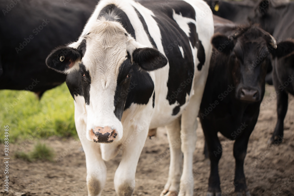 black and white cow with other black cows in the background.