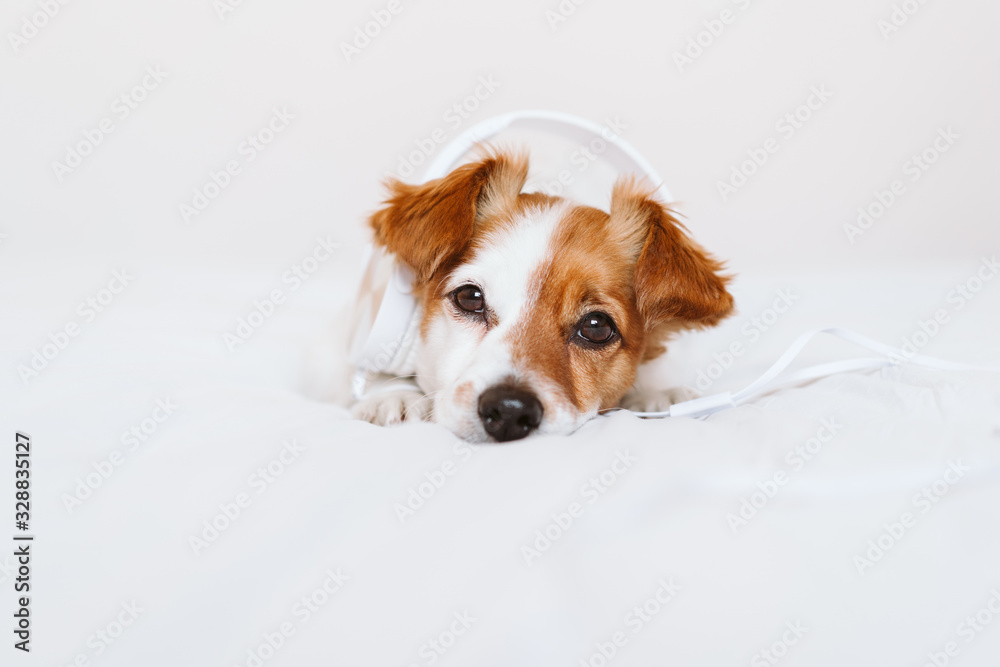 Fototapeta beautiful jack russell dog lying on bed listening to music on headset. home, indoors, music and lifestyle