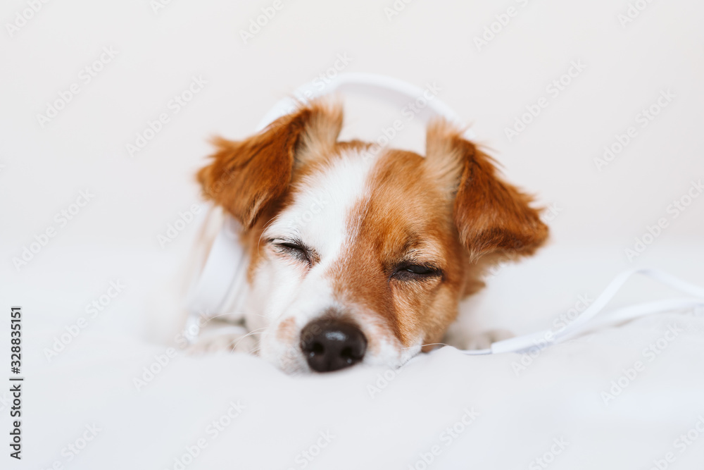 Fototapeta beautiful jack russell dog lying on bed listening to music on headset. home, indoors, music and lifestyle