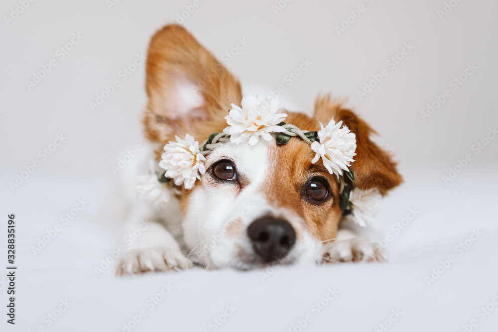 Fototapeta beautiful jack russell dog at home wearing a white wreath of flowers. Springtime and lifestyle concept