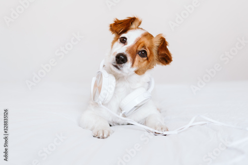 beautiful jack russell dog lying on bed listening to music on headset. home, indoors, music and lifestyle photo