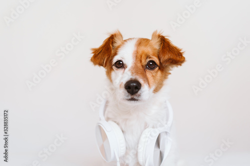 beautiful jack russell dog lying on bed listening to music on headset. home, indoors, music and lifestyle
