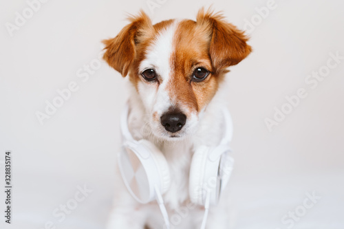 beautiful jack russell dog lying on bed listening to music on headset. home, indoors, music and lifestyle