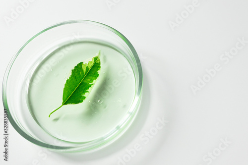 Close-up plant leaf in transparent green shampoo or facial cleaner in glass petri dish on white background with copy space and selective focus. Making natural organic cosmetic