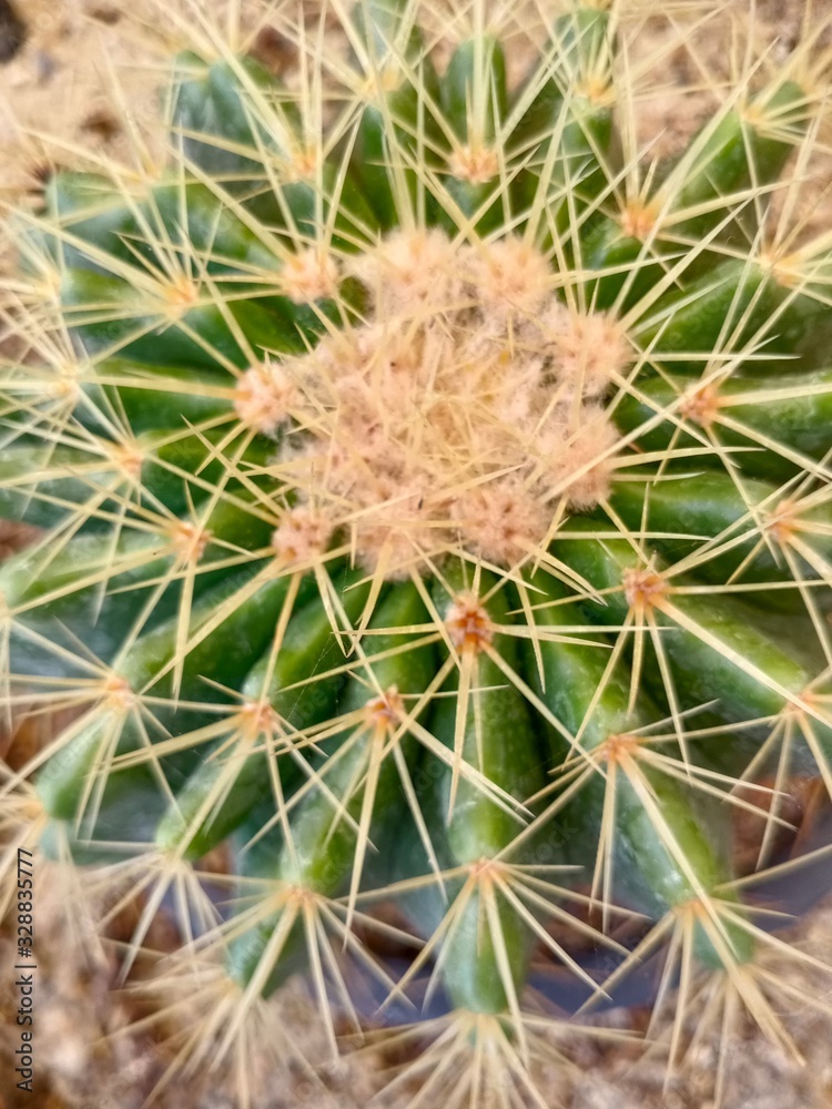 close up of cactus name's discocatus in the garden close up of cactus name's discocatus in the garden