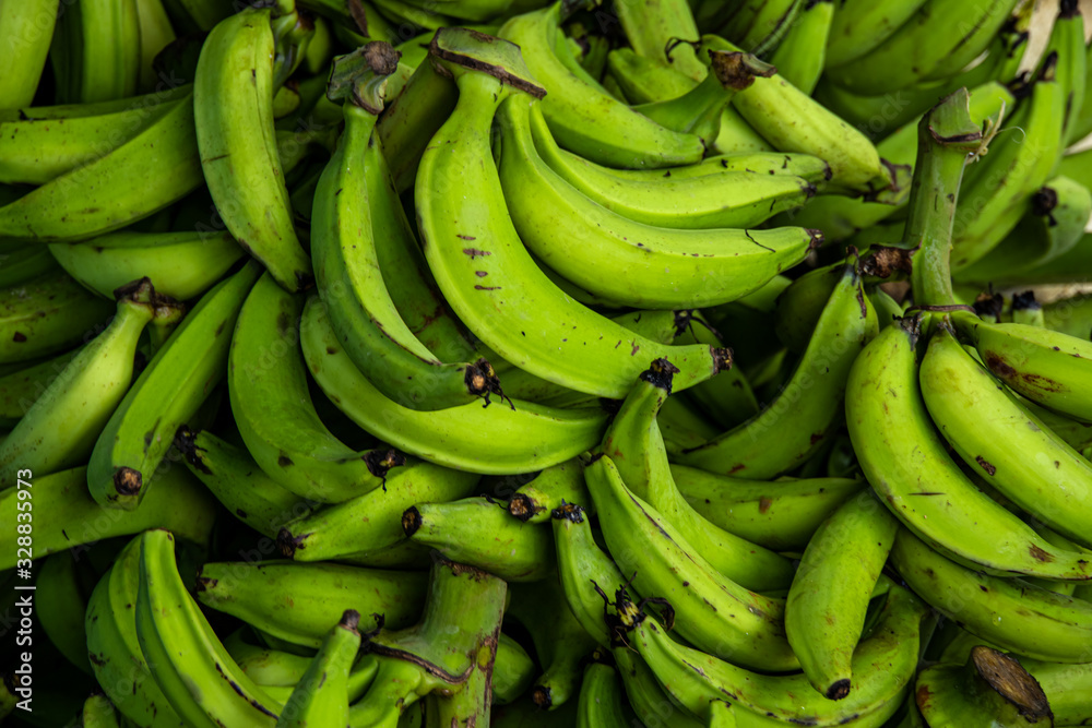 full frame close up shot of fresh green plantains, hand picked. Typical caribbean and dominican republic produce. - obrazy, fototapety, plakaty 