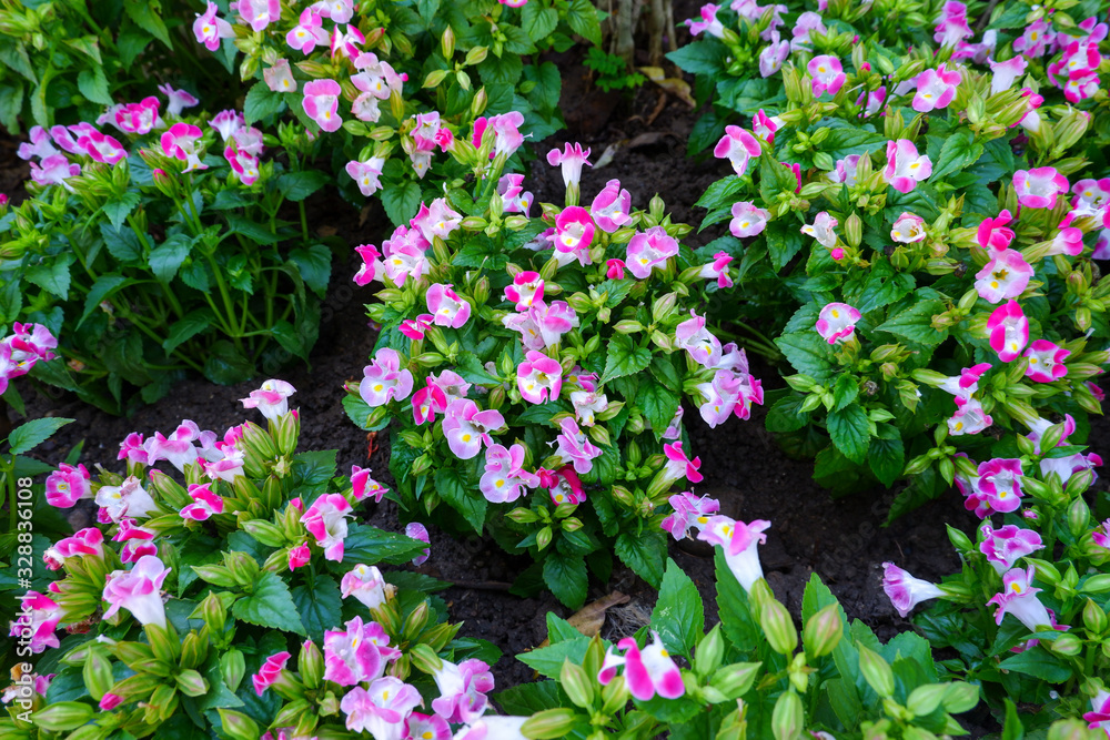 The white-pink flowers is known as Torenia fournieri. This flower is commonly named wishbone flower and clown flower.