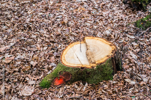 Stump of freshly cut tree in forest