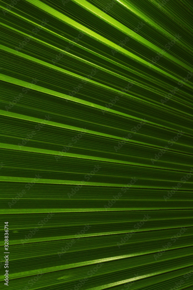 Obraz premium texture of leaf