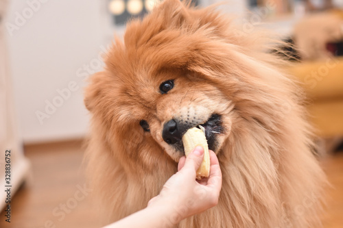 Beautiful dog chow chow eating banana from woman hand. Purebred dog eating in the house