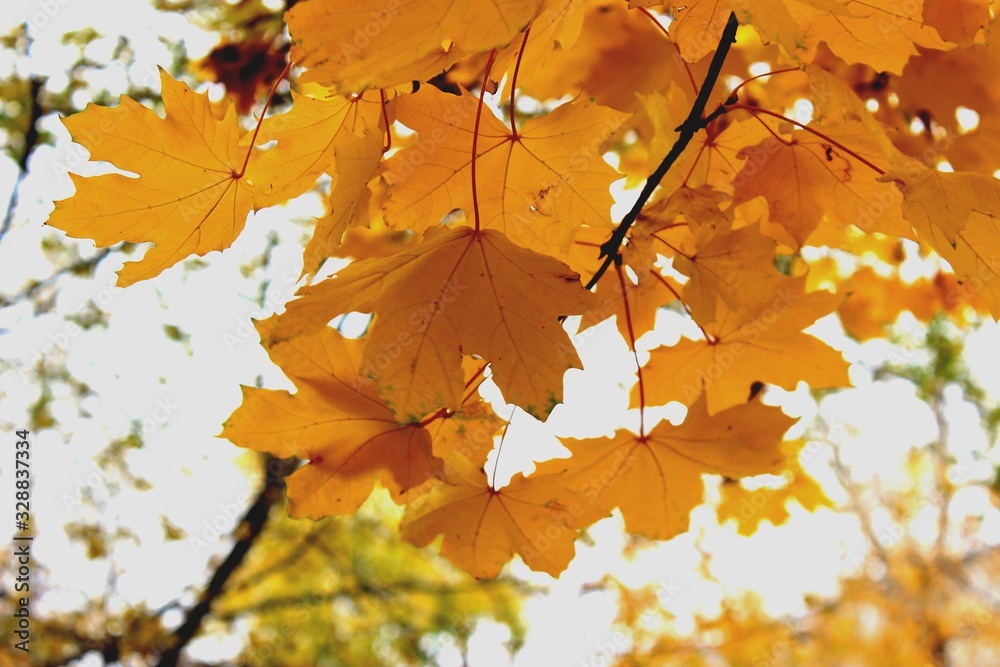 autumn leaves background autumn leaves background