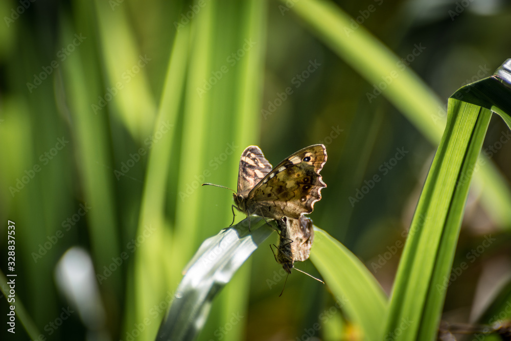 Speckled Wood Butterflys (Pararge aegeria) mating Speckled Wood Butterflys (Pararge aegeria) mating