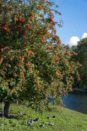 Fruit of the Rowan or Moutain Ash Tree photo