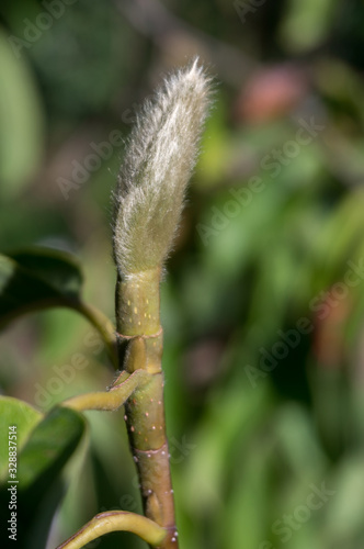 Green Flower Bud of a Saucer Magnolia (Magnolia x soulangiana, Magnolia soulangiana, Magnolia x soulangeana, Magnolia soulangeana) photo