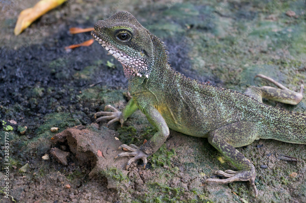 Chinese Water Dragon (Physignathus cocincinus) Chinese Water Dragon (Physignathus cocincinus)