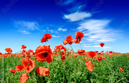 Idyllic view, meadow with red poppies blue sky in the background photo