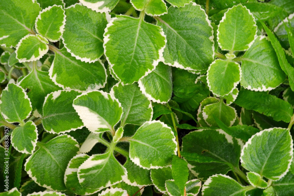 Plectranthus amboinicus (Lour.) Spreng is a group of Lamiaceae or mint family. Plectranthus amboinicus (Lour.) Spreng is a group of Lamiaceae or mint family.