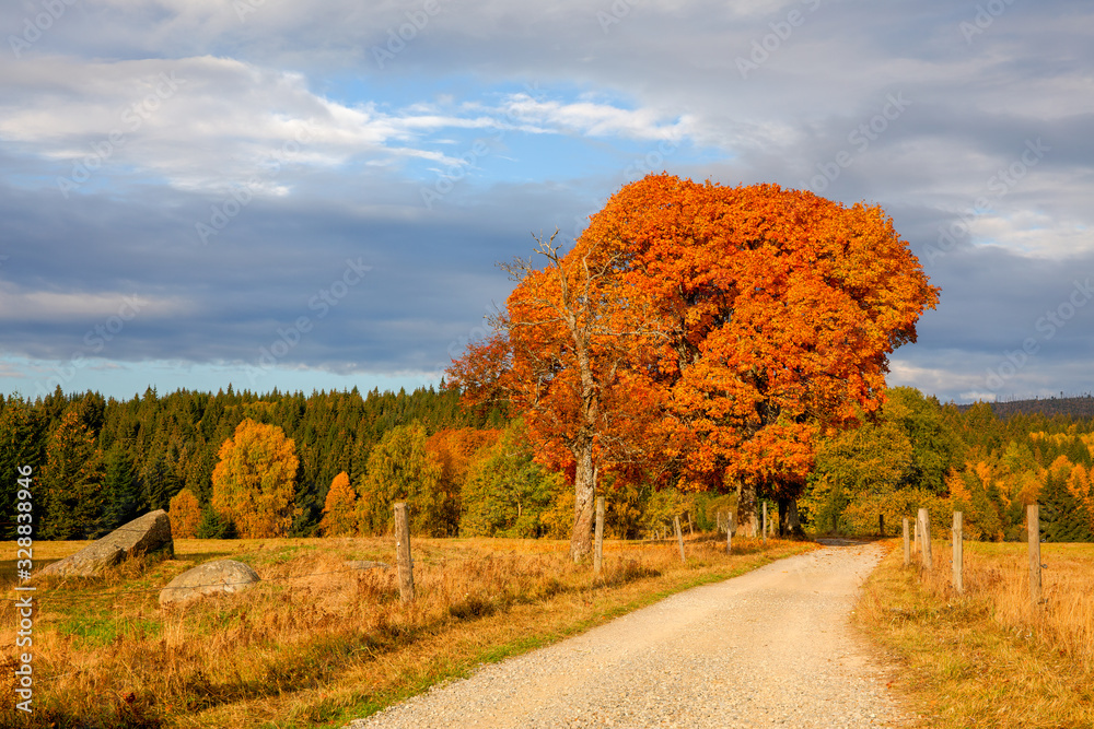 Fototapeta premium Autumn in Sumava mountain