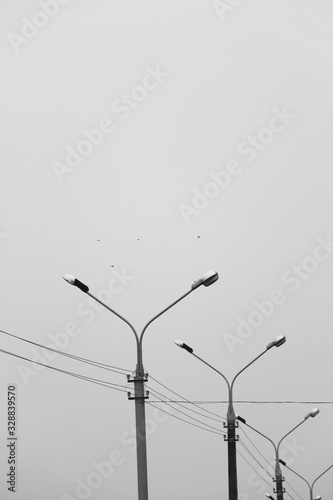 bird on wire