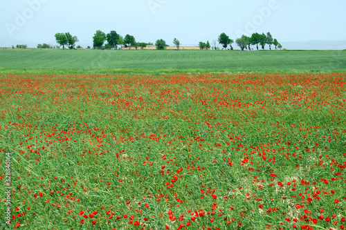 Poppy field. Outskirts of Samarkand  Uzbekistan.
