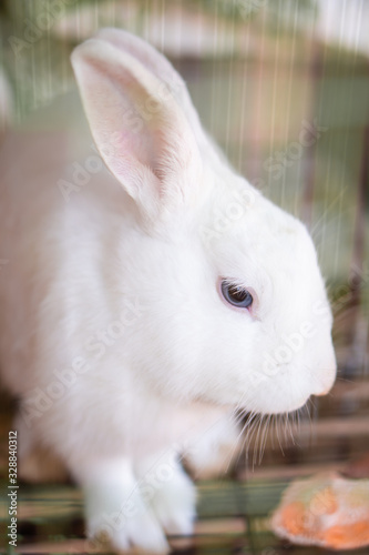 white rabbit, cute rabbit.