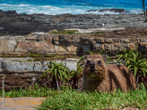 A South Africa Dassie show up from Bush area with the Atlantic coast at the background