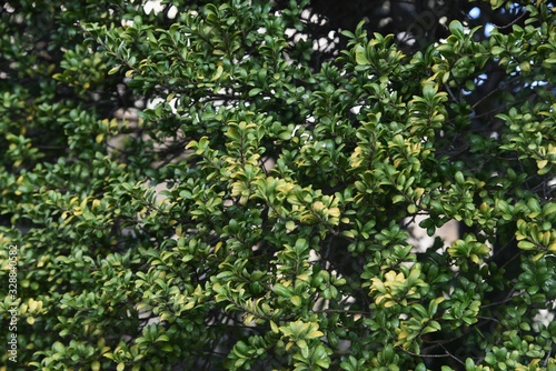 Japanese box tree (Buxus microphylla)