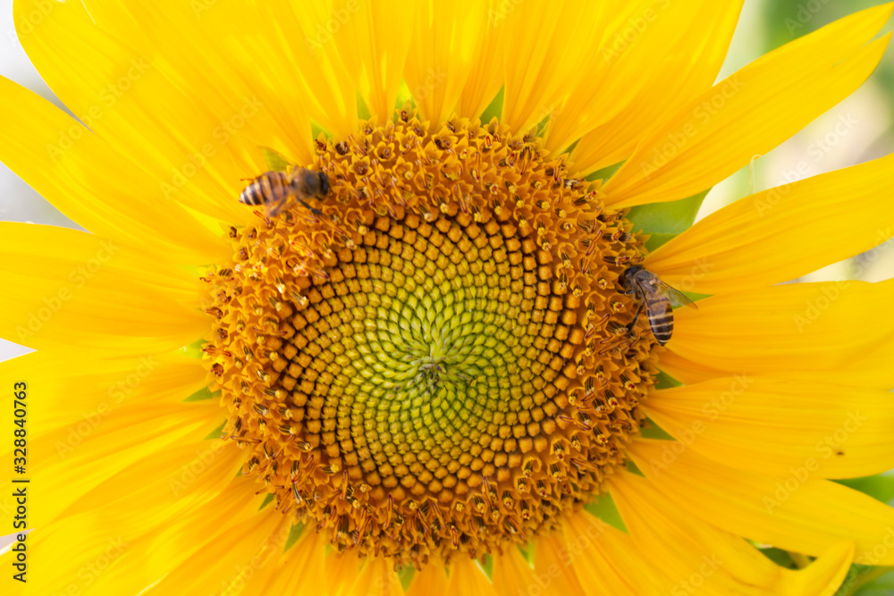 Sunflowers brightly welcome the sky with bees. Sunflowers brightly welcome the sky with bees.