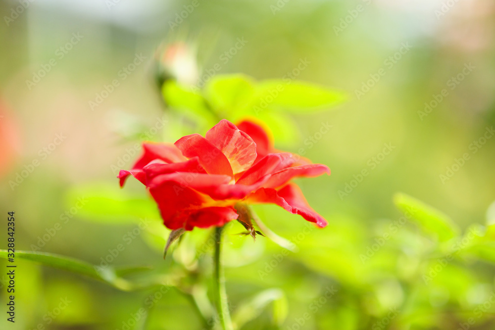 Beautiful red roses flower in the garden Beautiful red roses flower in the garden