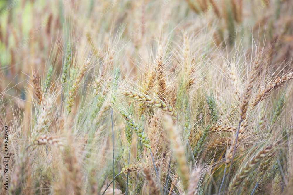 Fototapeta premium Barley wheat field nature background