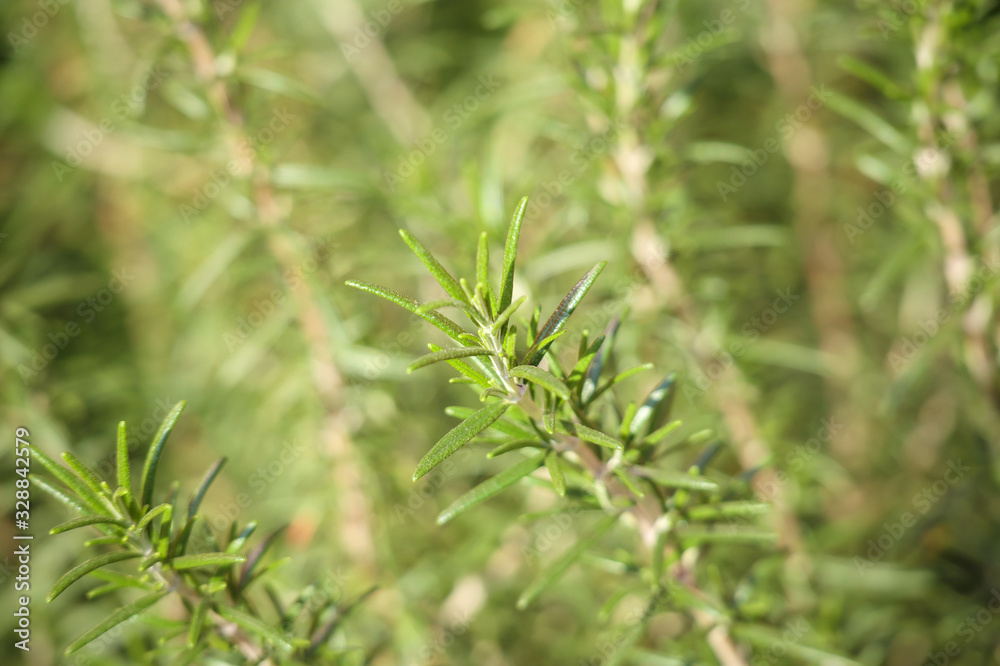 Rosemary plant herb in the garden Rosemary plant herb in the garden