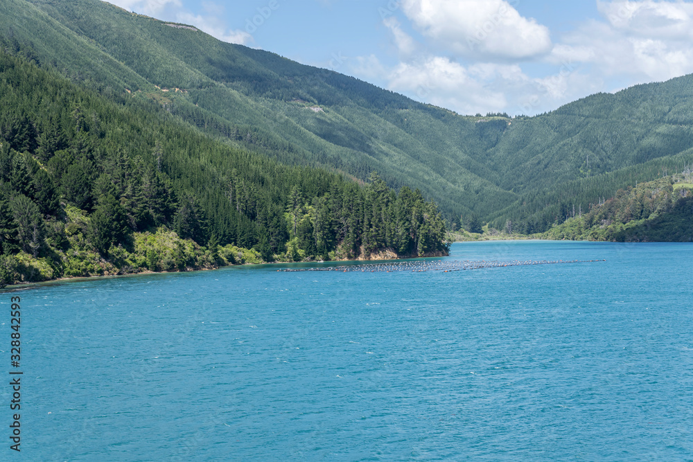 bay with green forest on shore, Queen Charlotte Sound, New Zealand