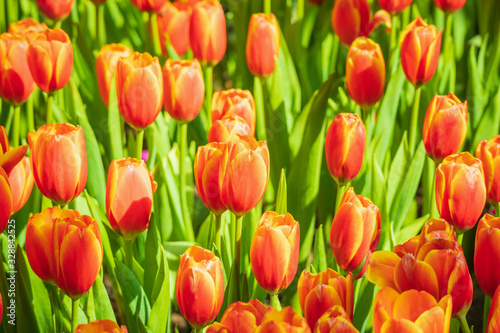 Fresh colorful tulips flower bloom in the garden