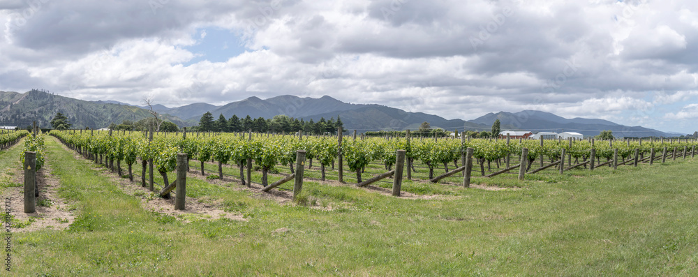 large vineyard near Rapaura, Marlborough, New Zealand large vineyard near Rapaura, Marlborough, New Zealand